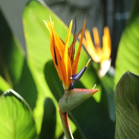 Πανσιόν Pouso Dos Anjos